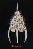 Radiolaria 3, oil on canvas, 80 x 55 cm, © Klaus Dobrunz